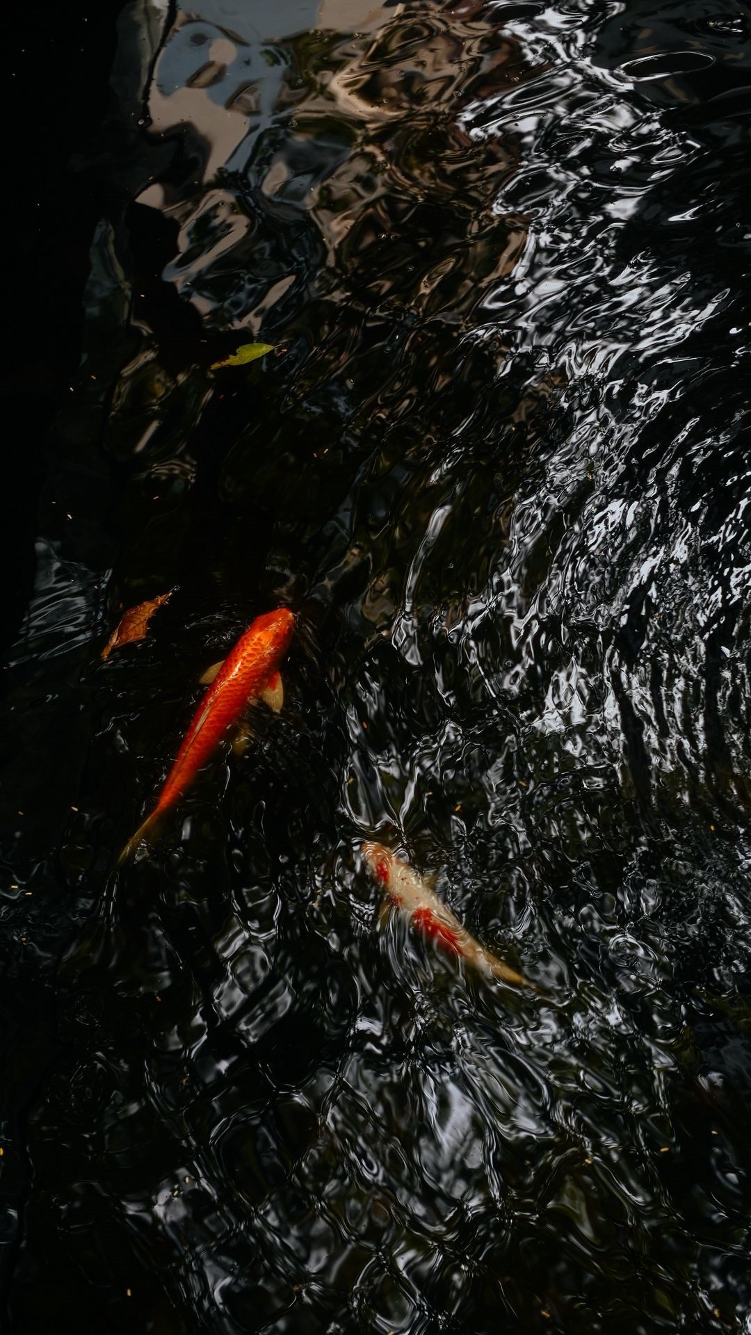 Koi Fish iPhone Wallpaper