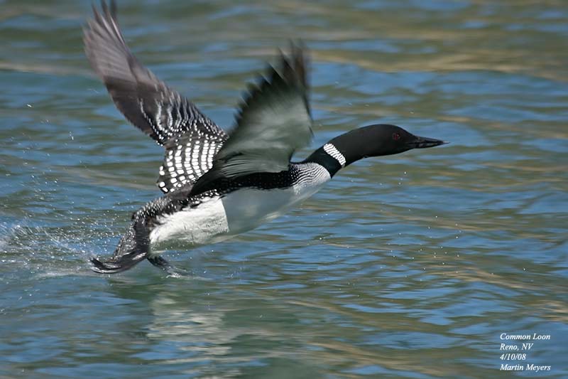 Loons Birds Have A Devil Of Time