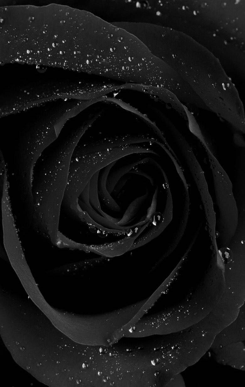 Black Rose iPhone Wallpaper