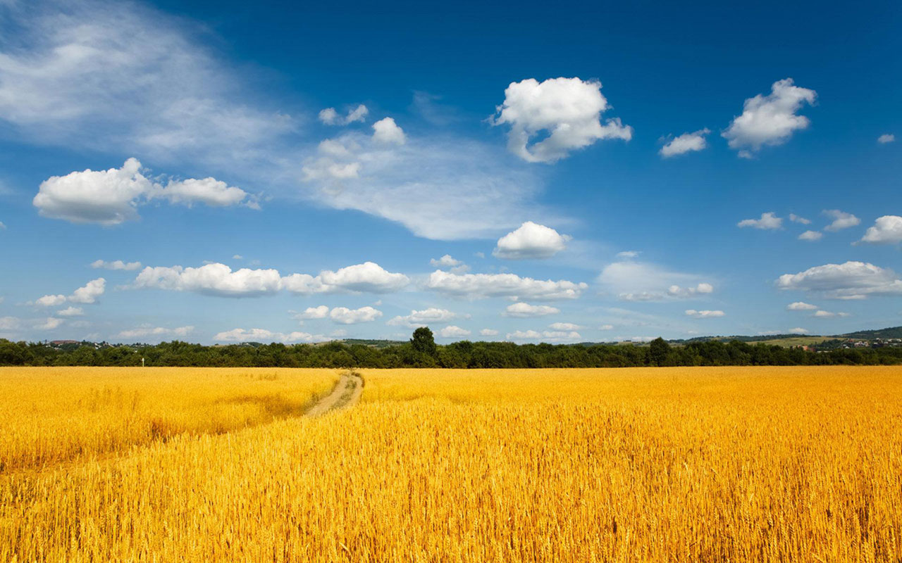 Free download Harvest of golden wheat fields Wallpaper 4 Landscape  Wallpapers [1280x800] for your Desktop, Mobile & Tablet | Explore 48+ Golden  Harvest Wheat Wallpaper Paste | Harvest Moon Wallpapers, Golden Wallpapers,