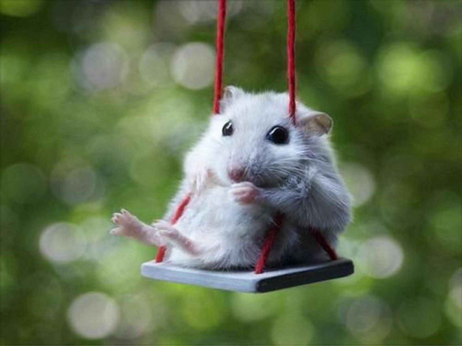 Swinging Hamster This Little In A Swing Is Cute He Looks
