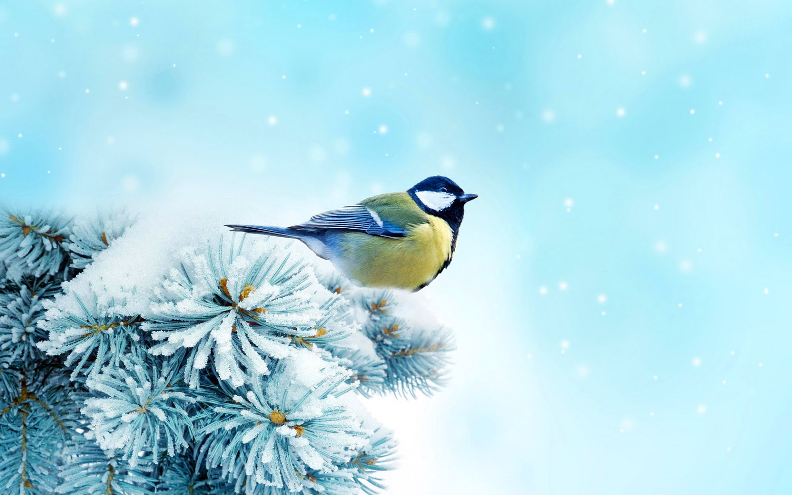 Bird On A Branch Covered With Snow In The Winter HD Birds Wallpaper