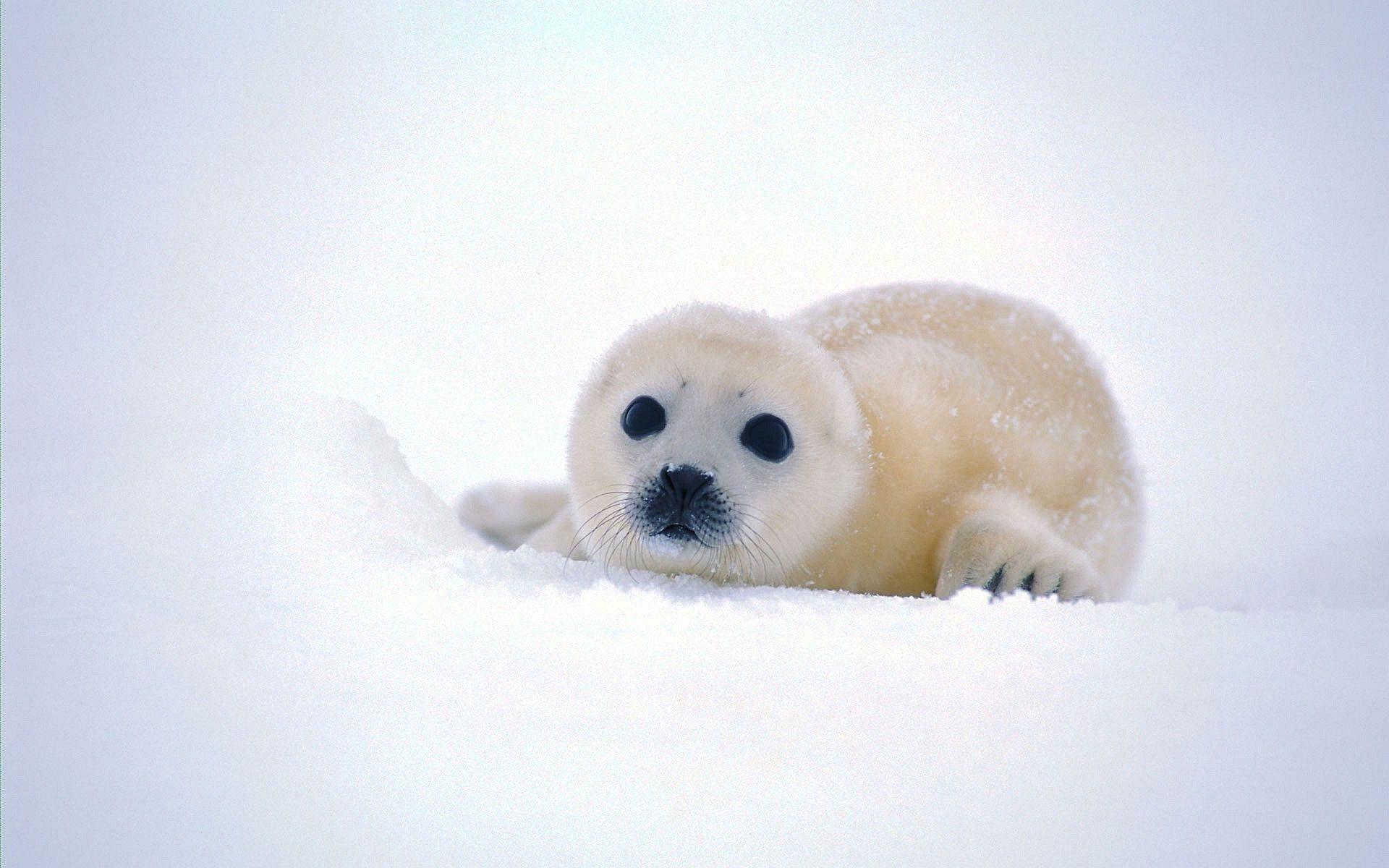 Baby Seal Wallpaper