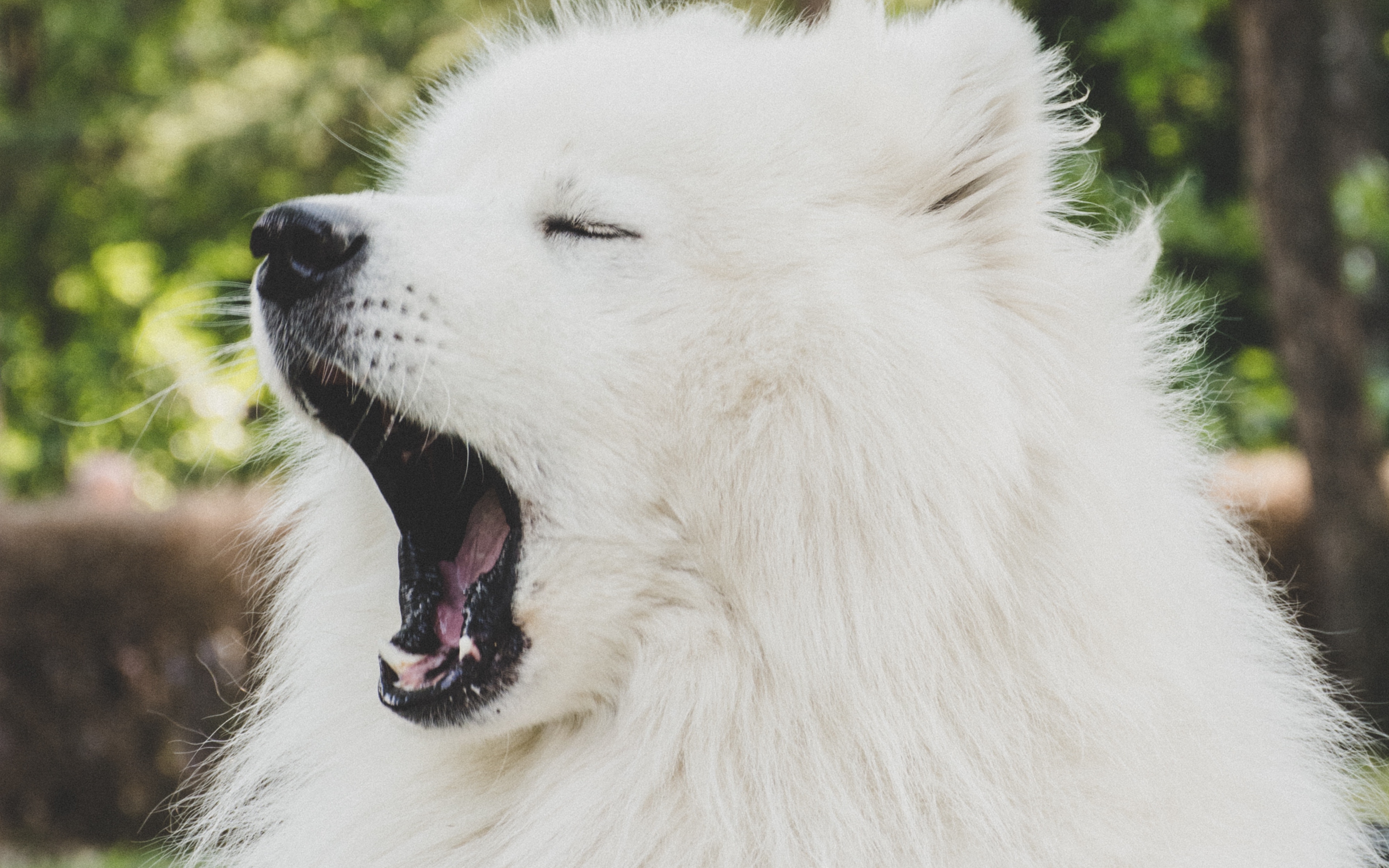 Wallpaper Japanese Spitz Dog Yawn Cute