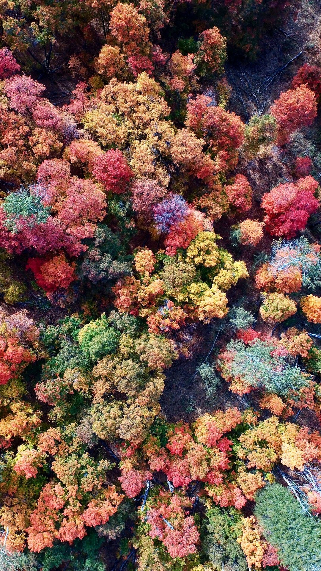 Fall iPhone Wallpaper And HD Background On Picgaga