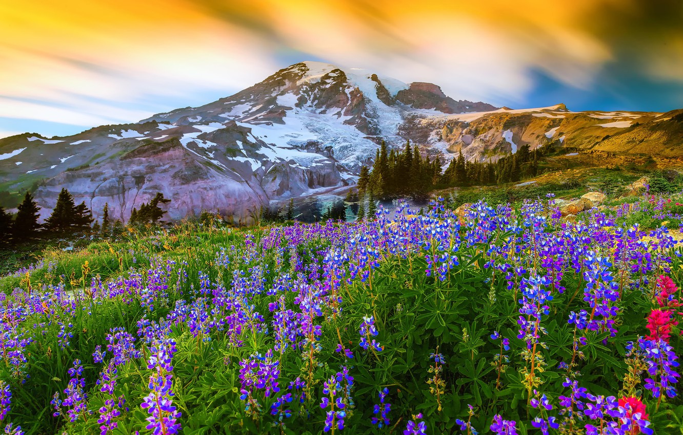 Wallpaper Grass Flowers Nature Mountain The Volcano Top