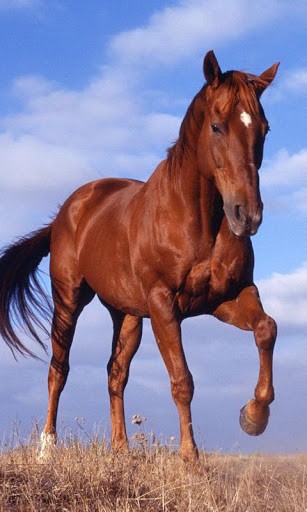 For Horses Live Wallpaper Pc Android iPhone And iPad