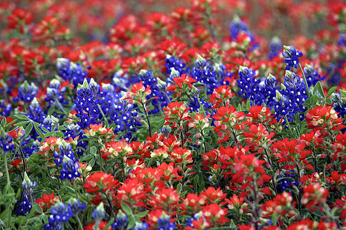 Texas Wildflower Days Bed And Breakfast News