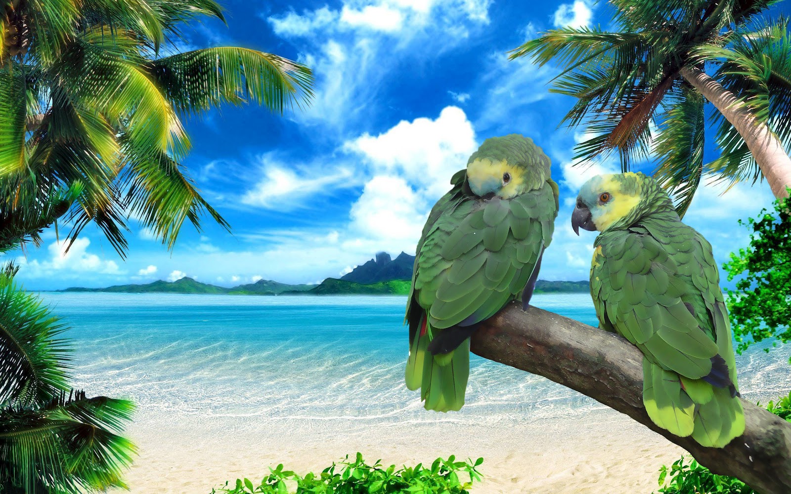 HD Animal Wallpaper Of Two Green Parrots Sitting On A Branch Parrot