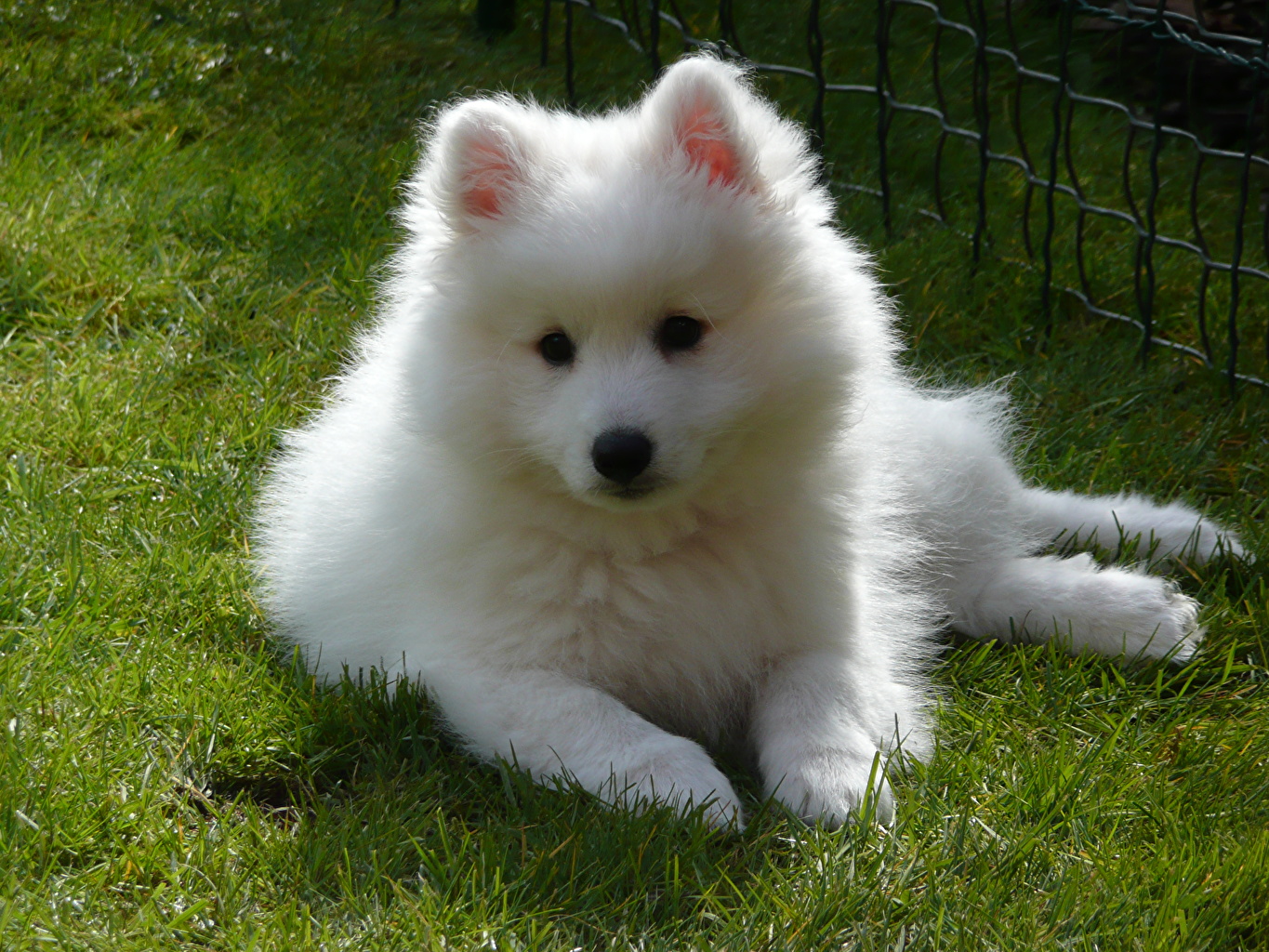 Image Spitz Samoyed Dog Dogs White Animals Staring