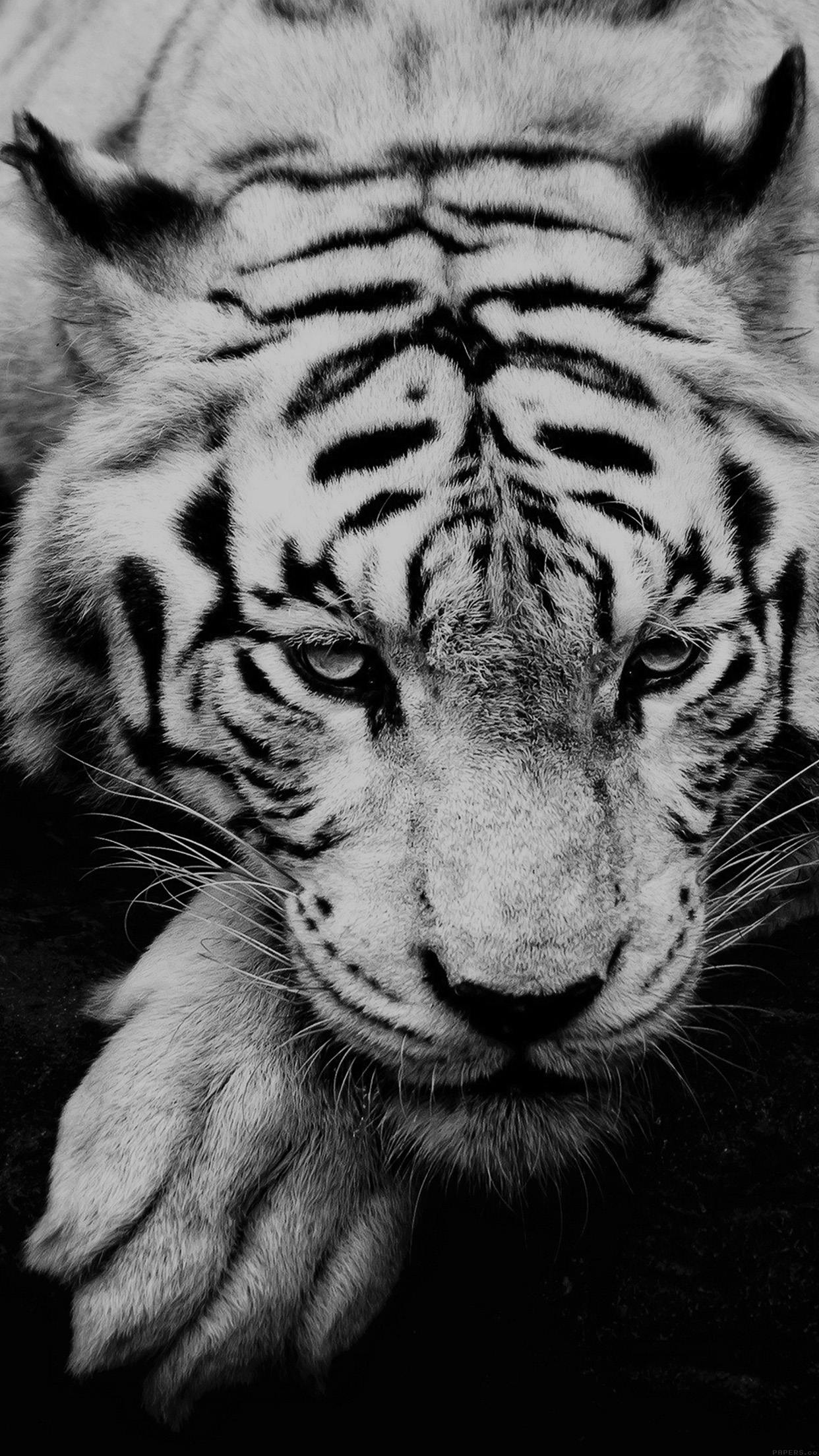 Black And White Tiger Portrait Android Wallpaper   Wallpapers Galaxy 1242x2208