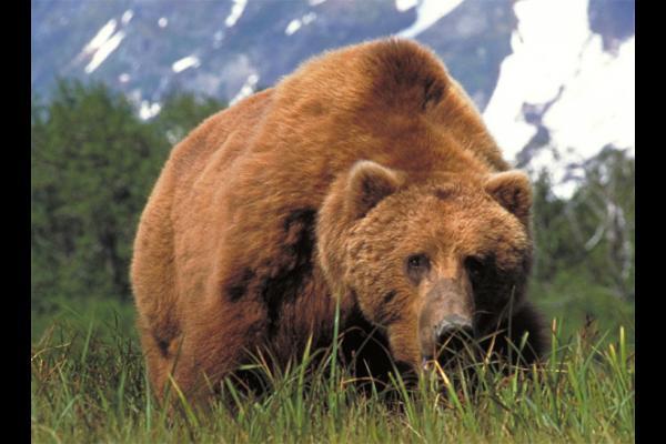 Kodiak Bear Trophy Pictures