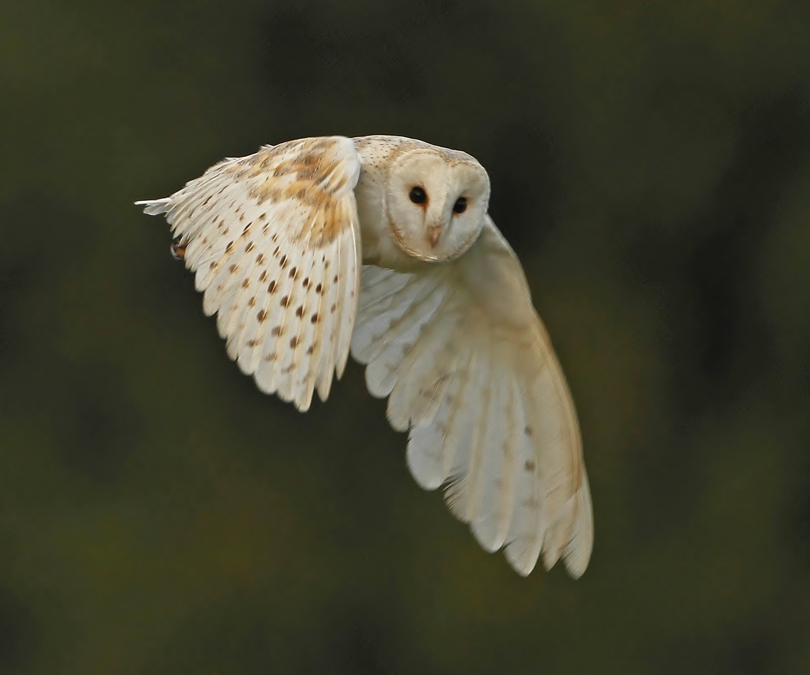 Barn Owl Facts Pictures Diet Breeding Habitat Behaviour