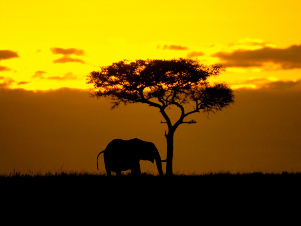 Wallpaper S Elephant Sunset Kruger Park South Africa