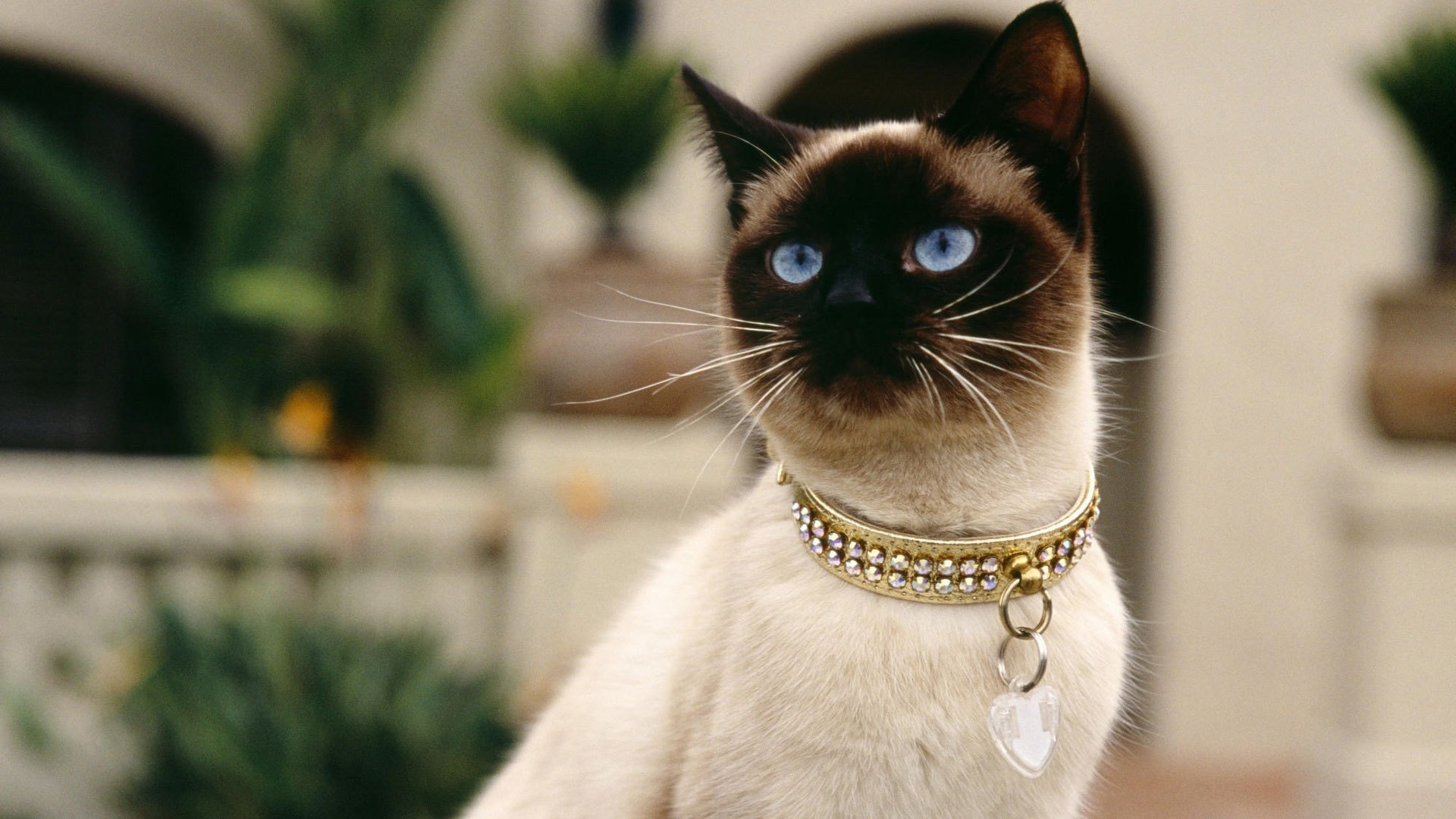 Siamese Cat Wallpaper And Image Pictures Photos