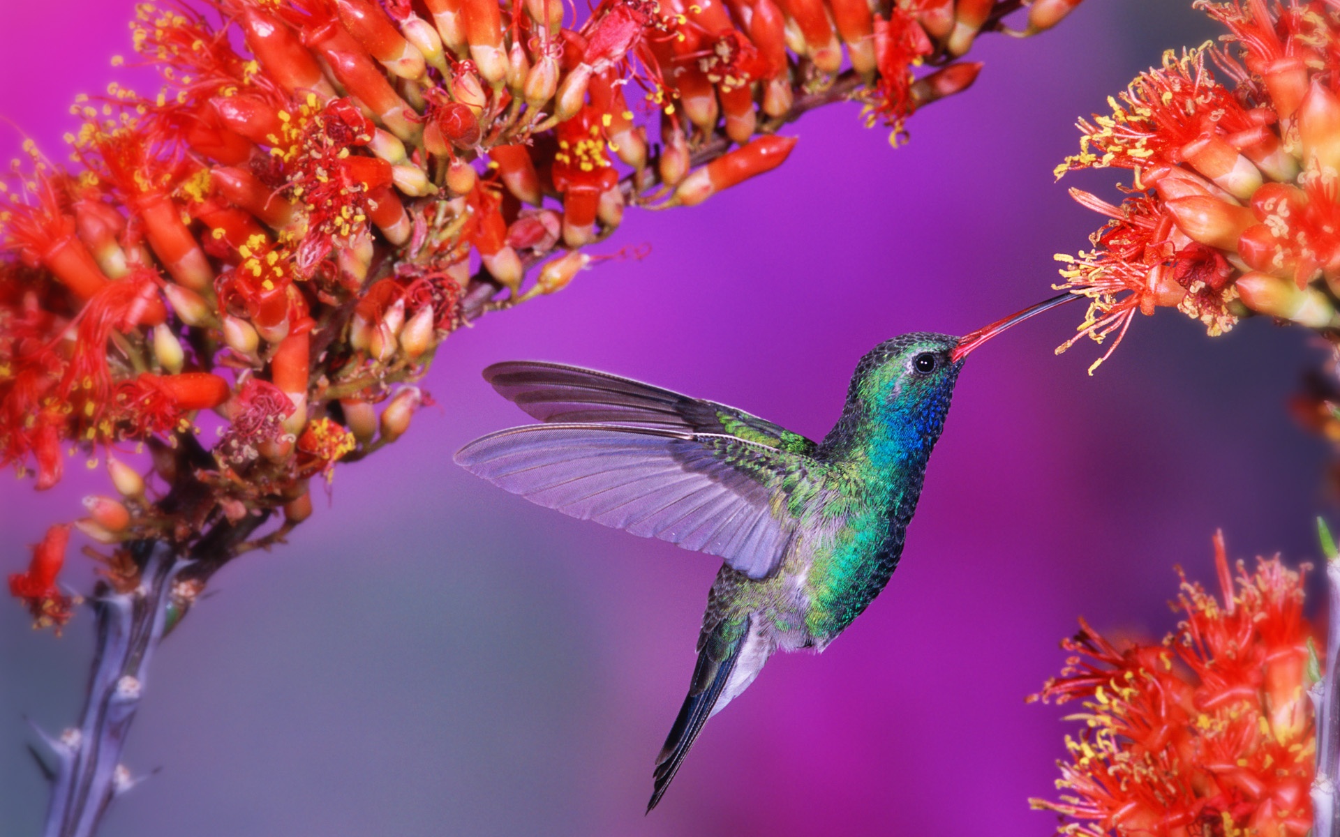 Desktop Wallpaper Of Hummingbird Puter