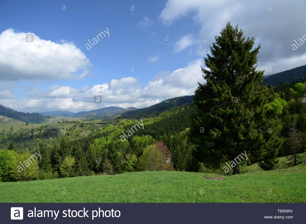 The Alpine Ridges Of Carpathian Mountains Are Surrounded By