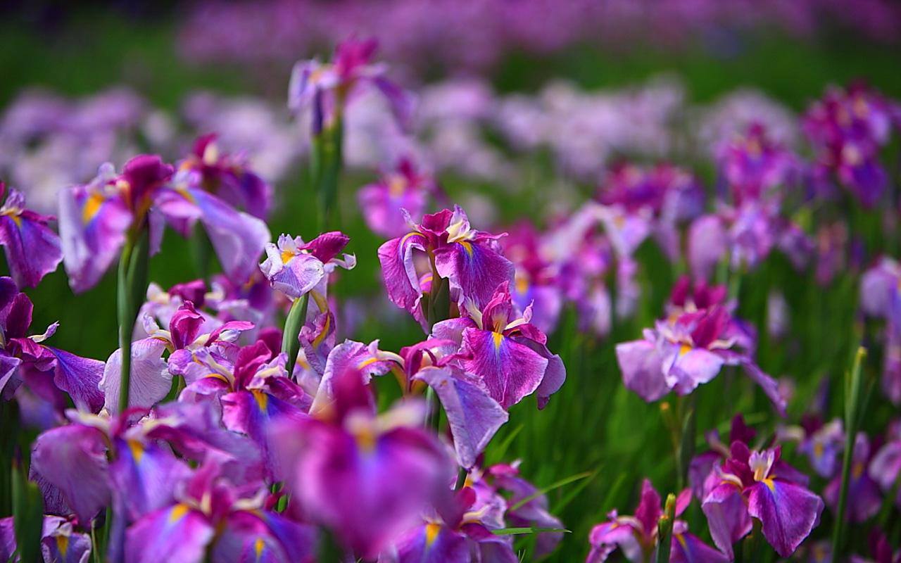Iris Flower Wallpaper