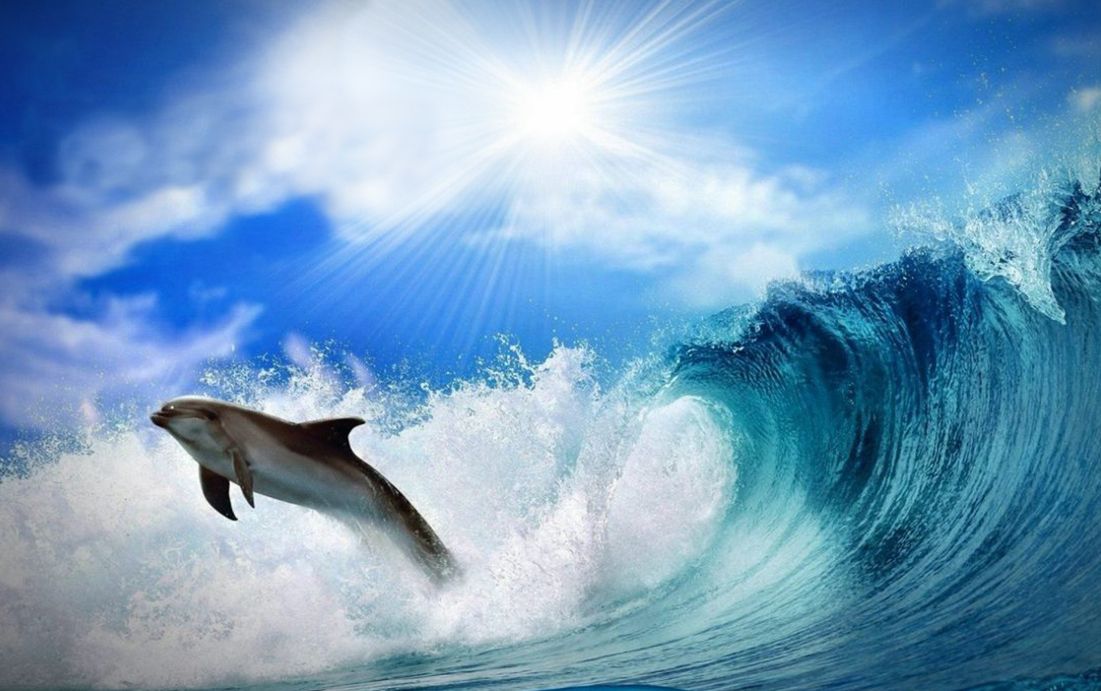 Dolhpin Pictures Of Dolphin Jumping In A Wave Dolphins