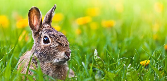 Big Bunny Wallpaper Gallery   Android Apps on Google Play 705x345