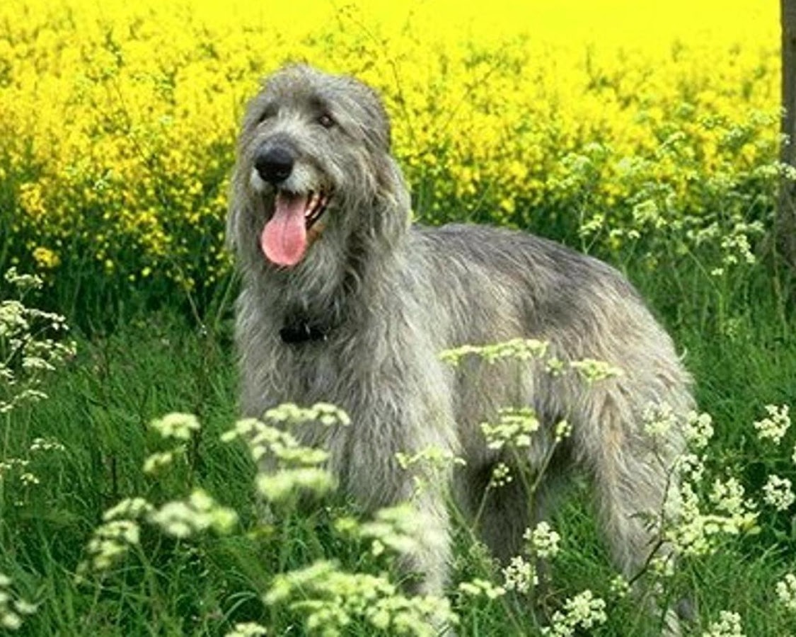 Irish Wolfhound Wallpaper Android Apps On Google Play