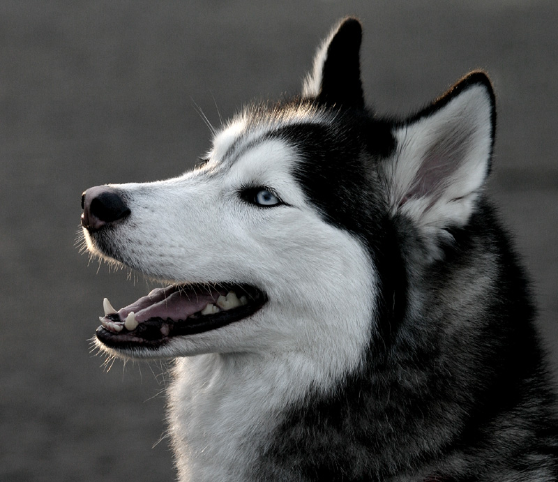 Blue Eyeshusky Wallpaper Siberian Husky True Winter Dog Plus Pets Dogs