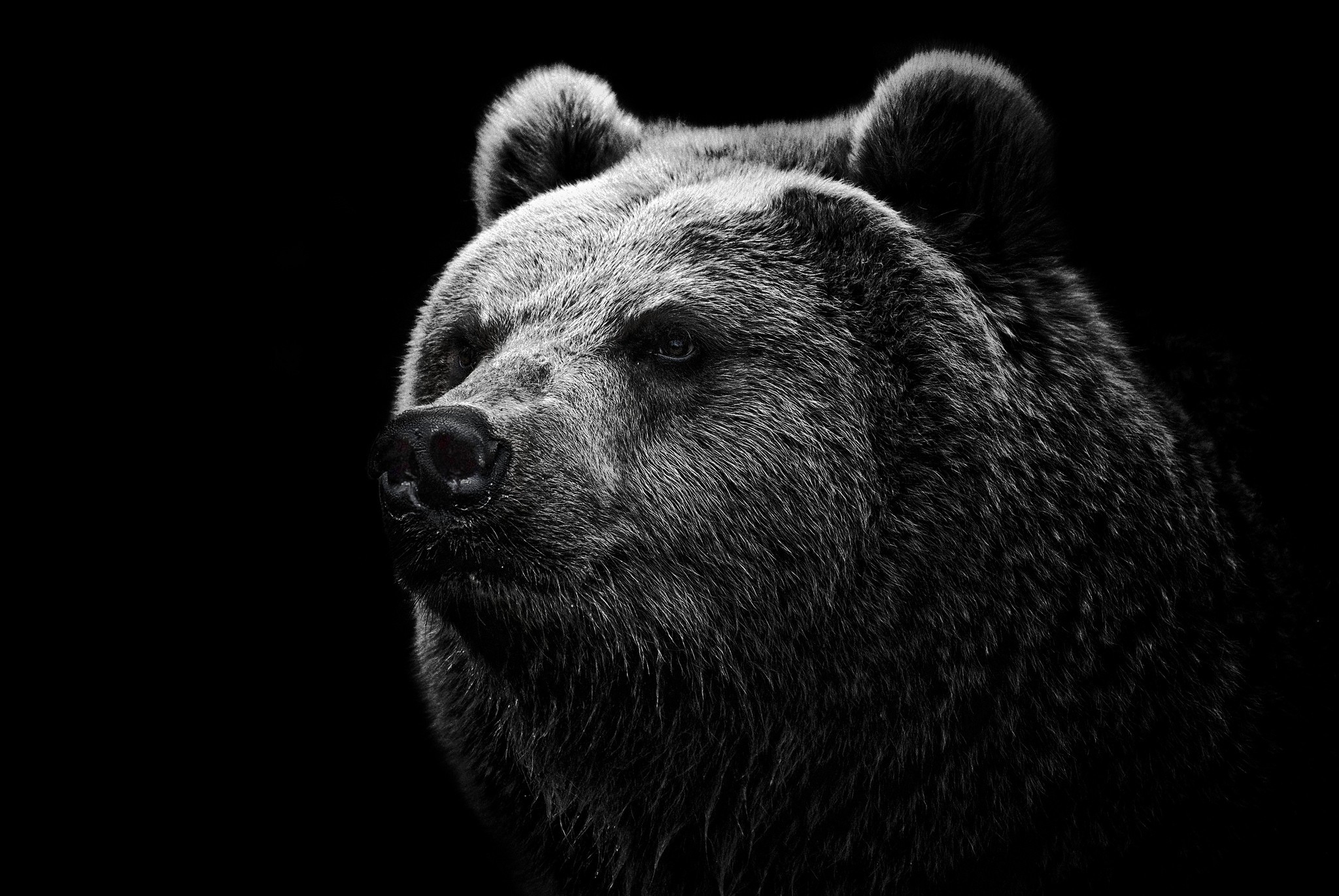 Wallpaper Bear Grizzly Eyes Nose HD