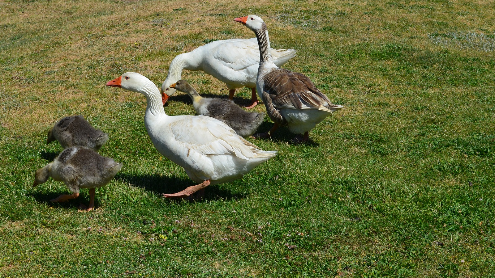Animal Goose Geese Wallpaper