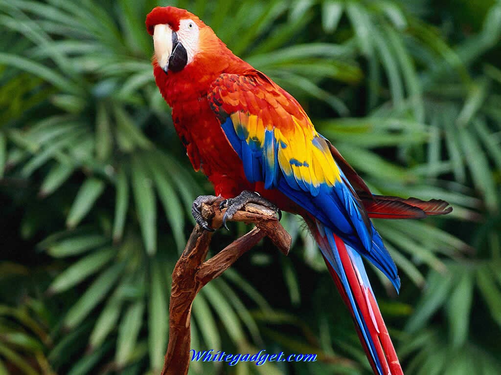 Pin Exotic Birds Wallpaper Pictures