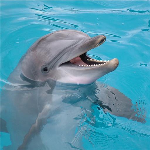 Dolphin Animated Wallpaper Referenced To Dolphins Fishes Animals Sea