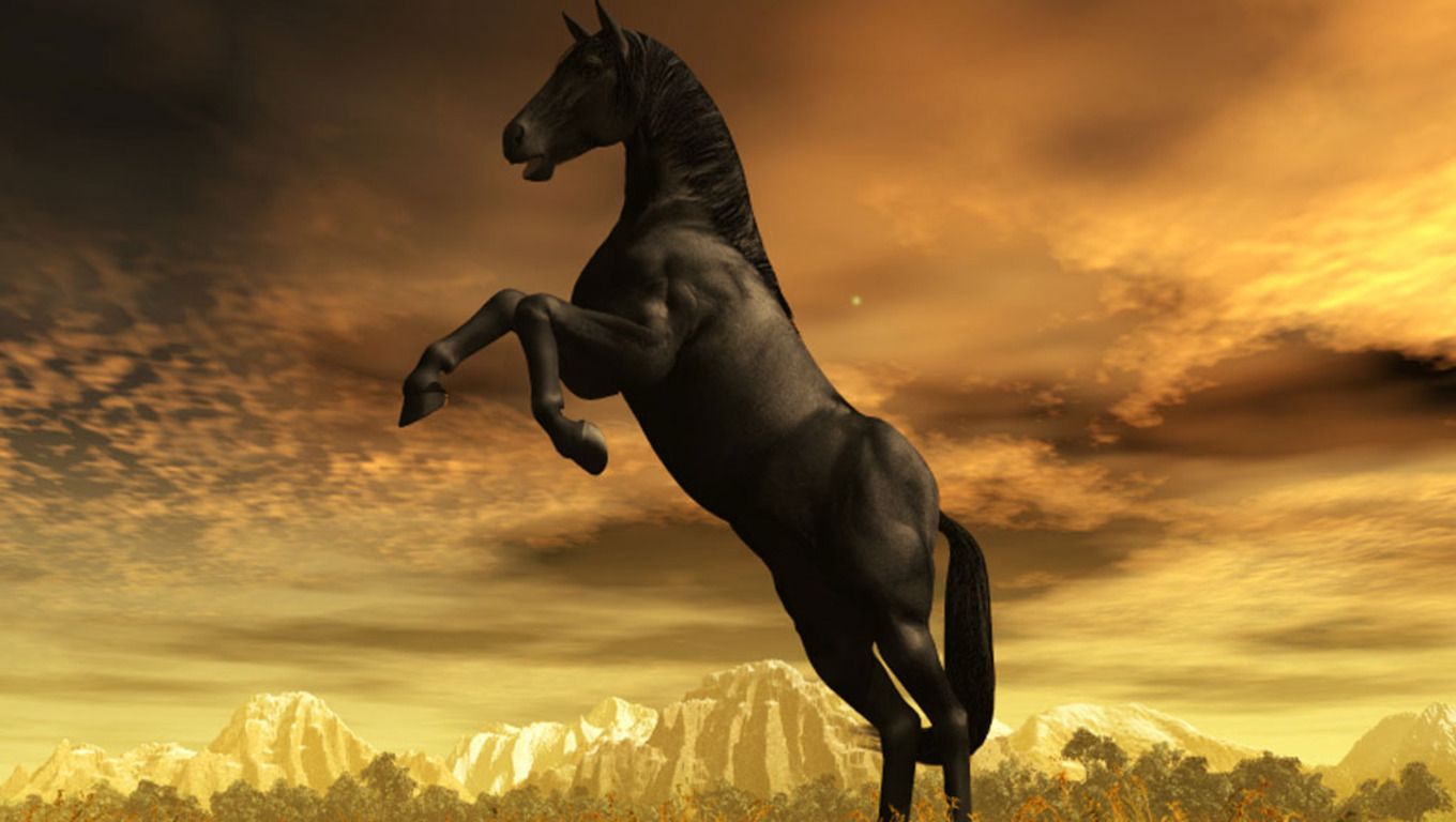 Beautiful Horses Black Stallion HD wallpaper  Pxfuel