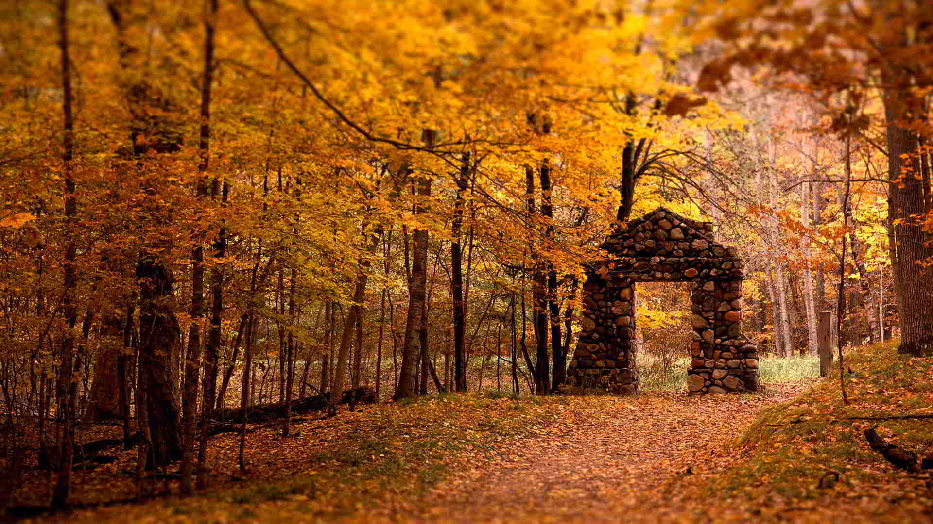 Beautiful Autumn Season Forest HD Wallpaper Stylish