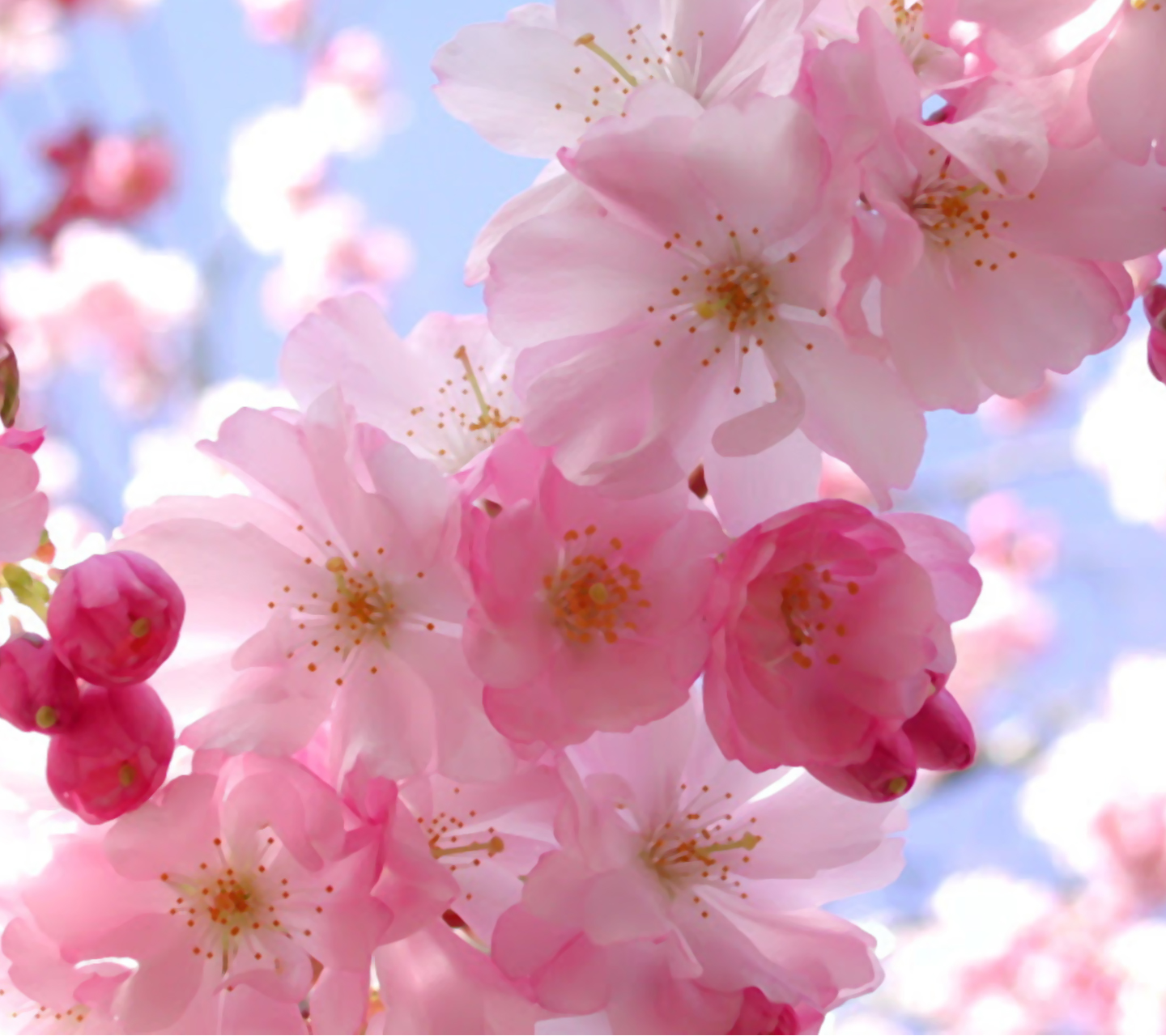 Spring Flowers Screensavers Wallpaper - WallpaperSafari