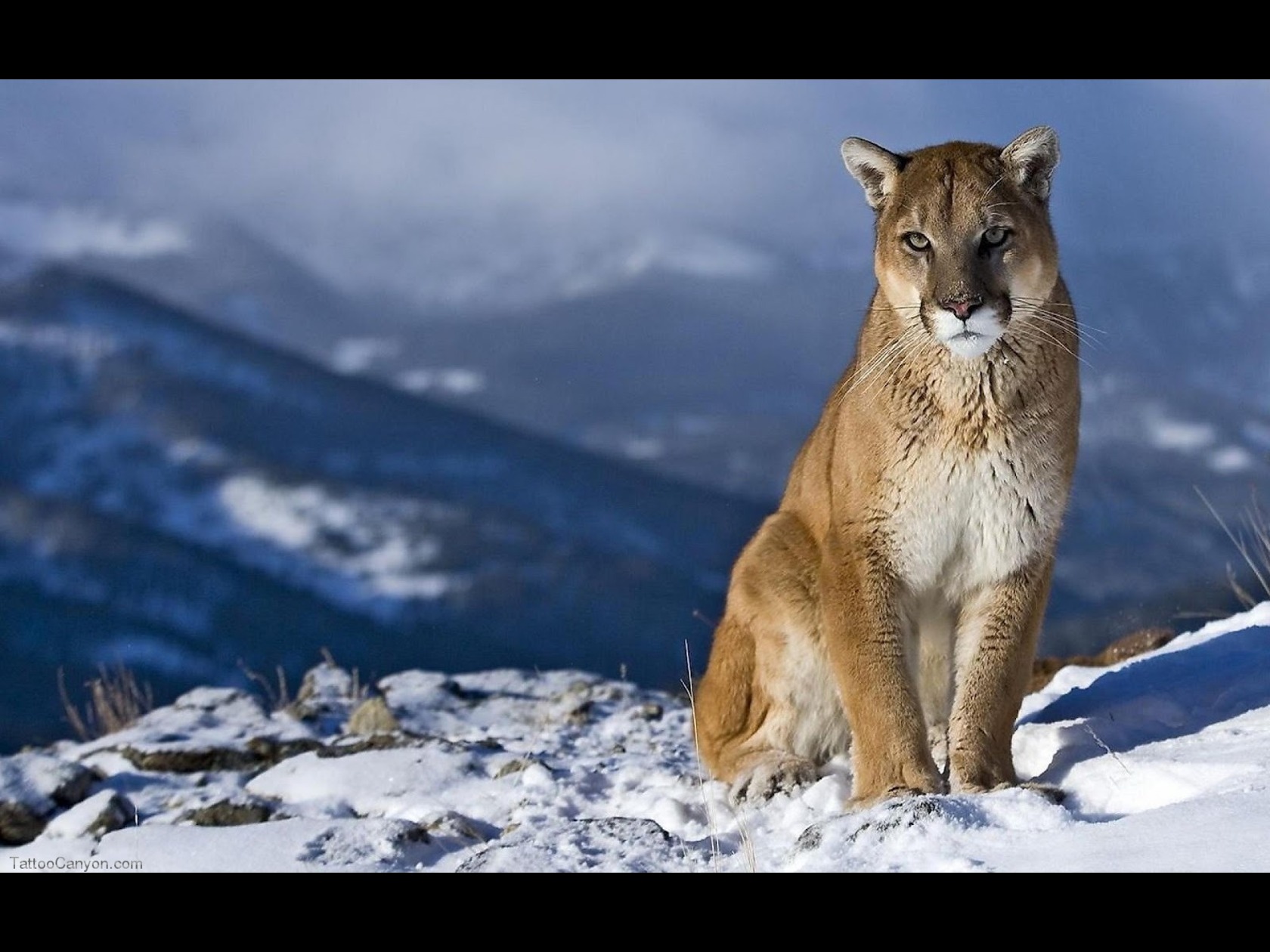 Apples Amazing Os X Mountain Lion Wallpaper Picture