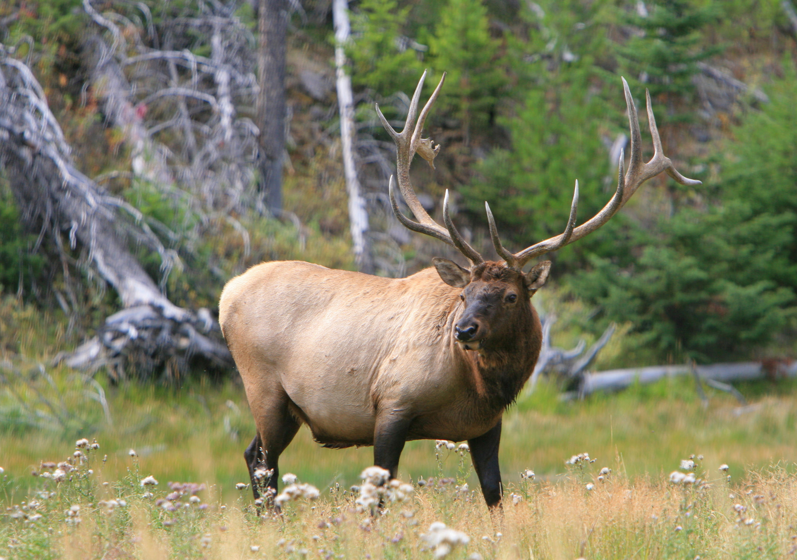 Figure Photo A Photograph Of North American Elk Dream Game