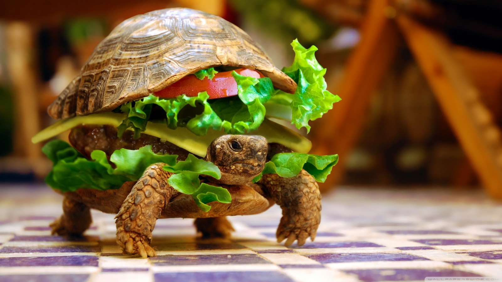 Turtle Burger Wallpaper In Animals With All