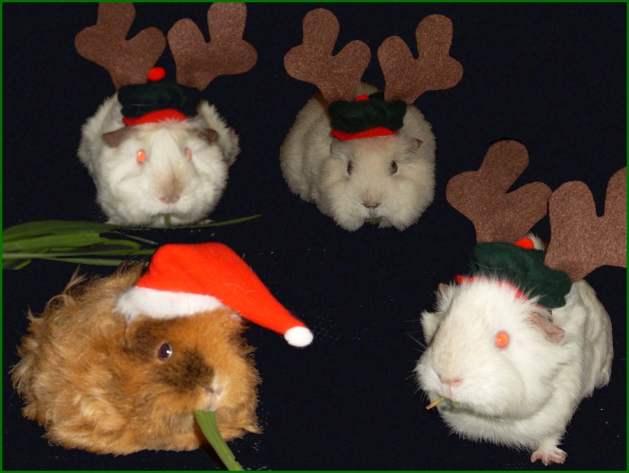 Christmas Guinea Pigs by samexmistake on