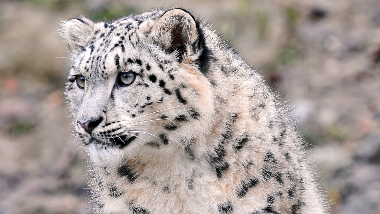 Snow Leopard HD Wallpaper Pic Photosjunction