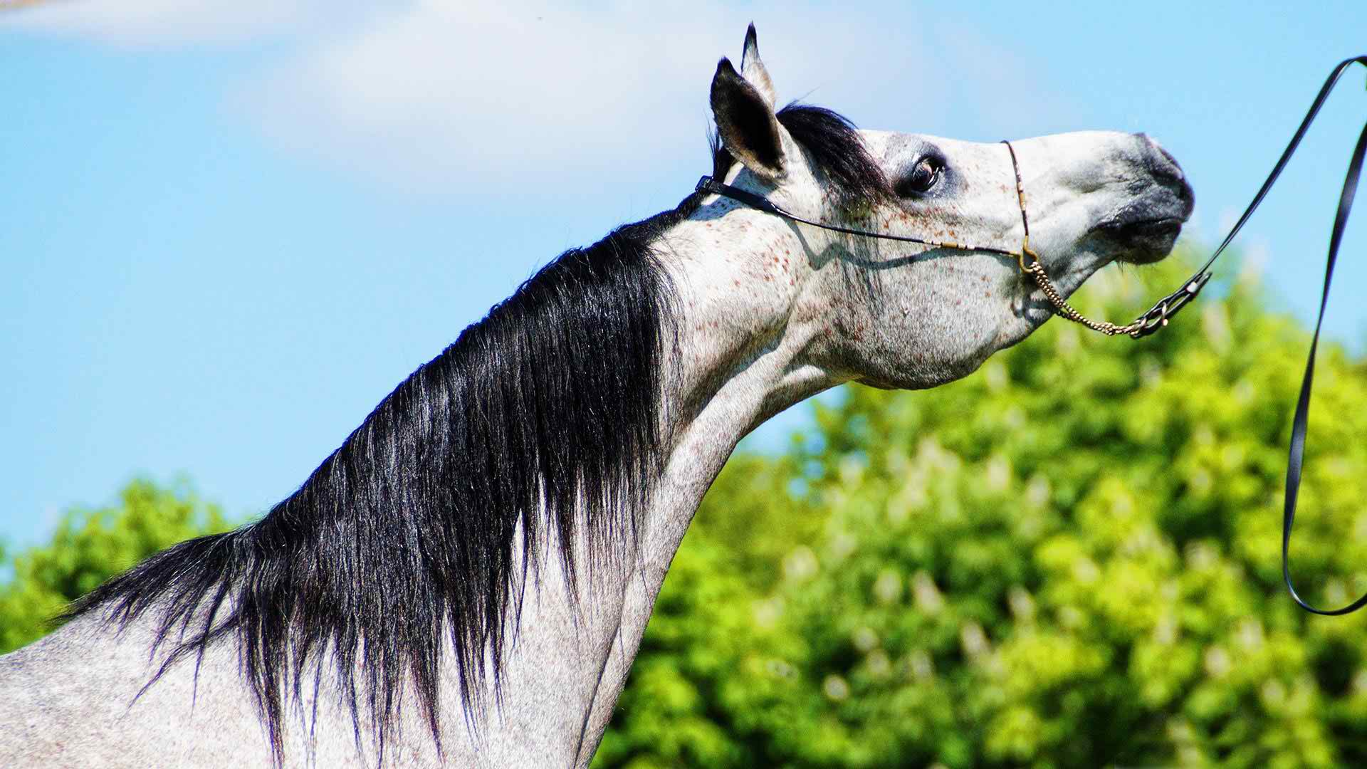 Arabian Horse HD Background