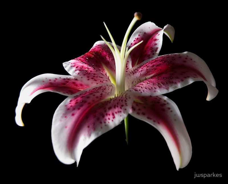 Related Pictures Background Flowers Stargazer Lily Graphic