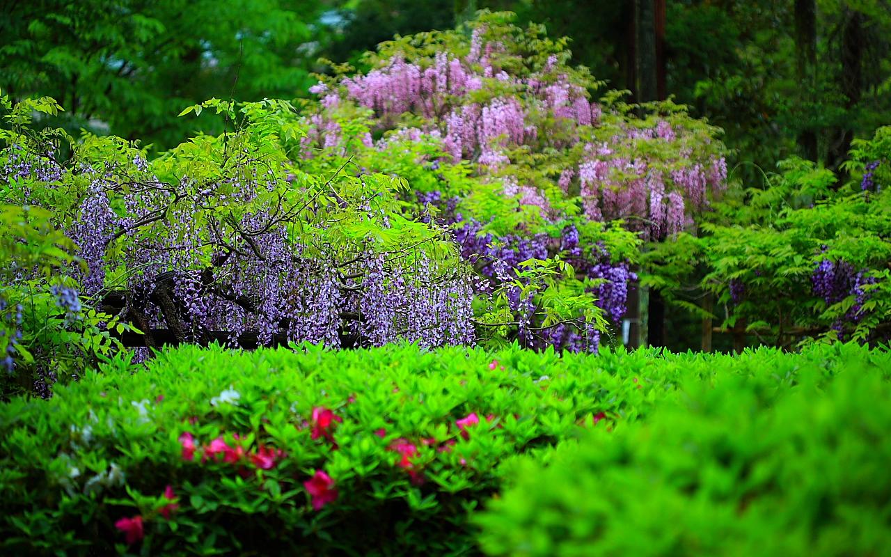 Wallpaper Flowers Wisteria