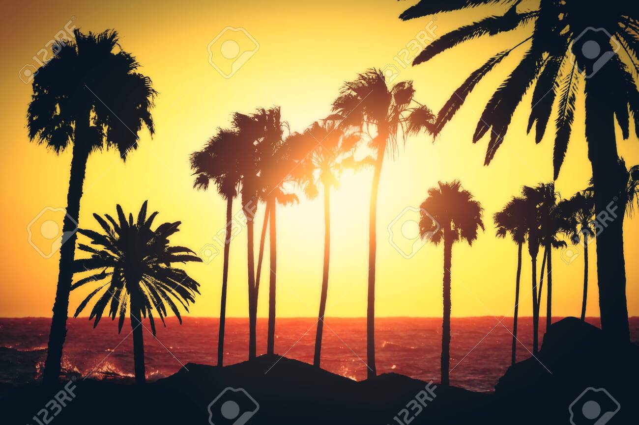 Abstract Backlit Palm Trees On Sunset Background California 1300x866