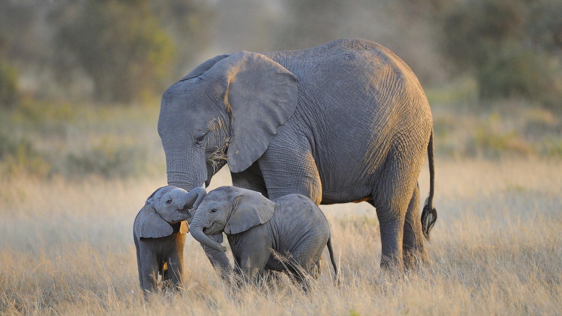 Baby elephant wallpapers Baby Animals