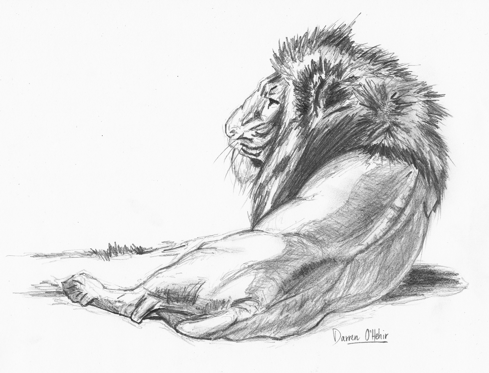 Buy Lion Pencil Drawing Online In India  Etsy India