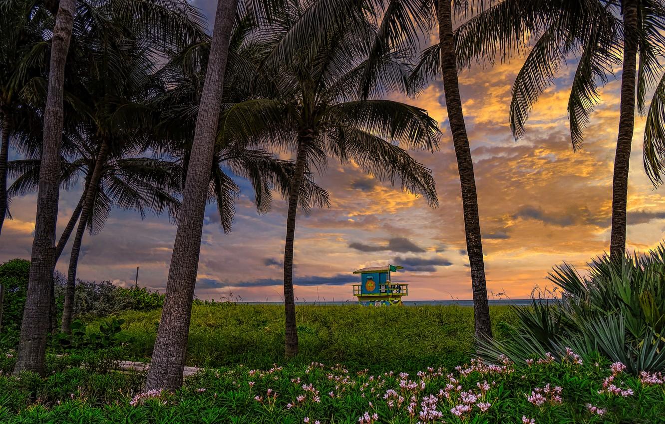 Wallpaper Sunset Flowers Palm Trees Coast Fl Florida Miami