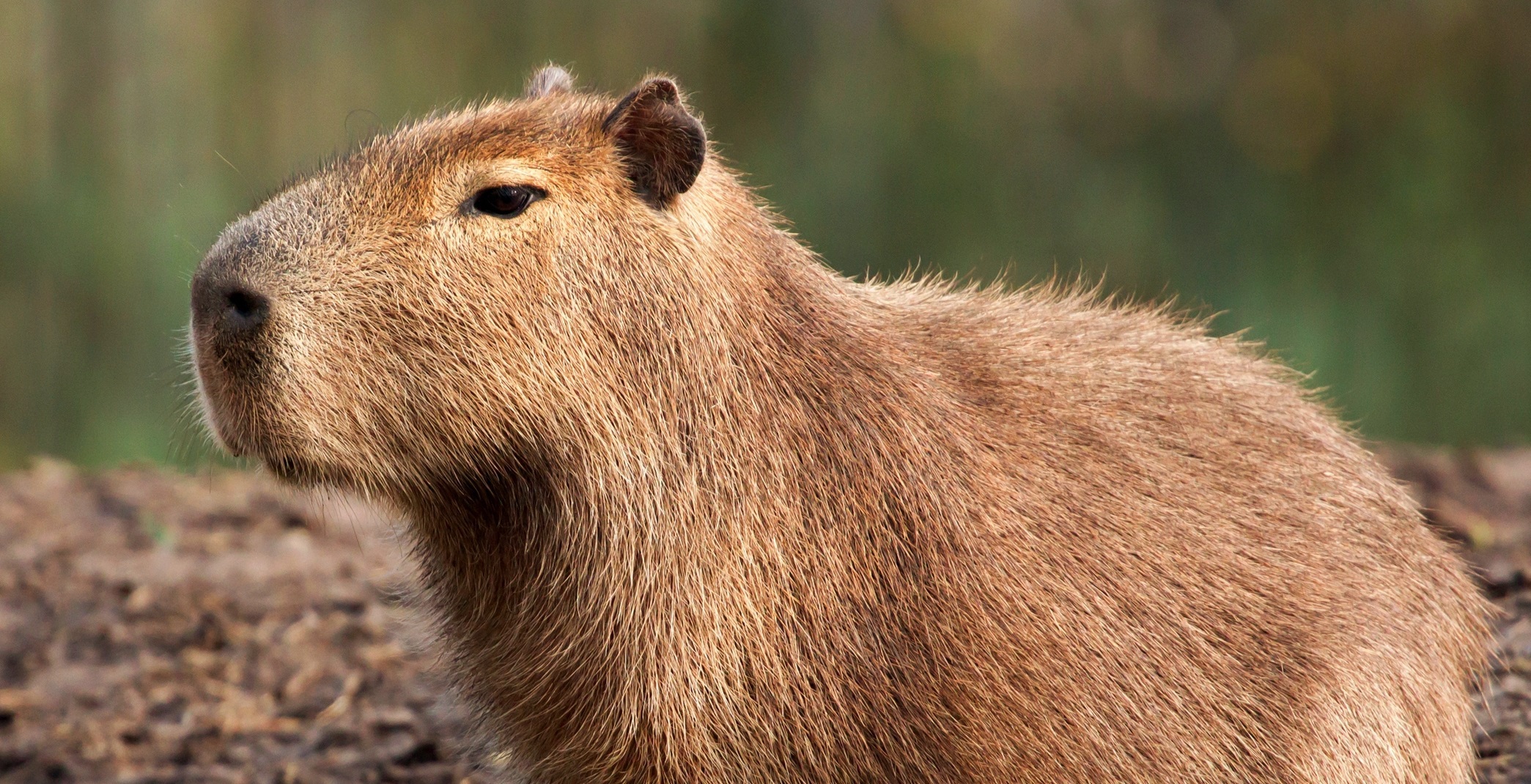 Capybara High Definition Wallpaper