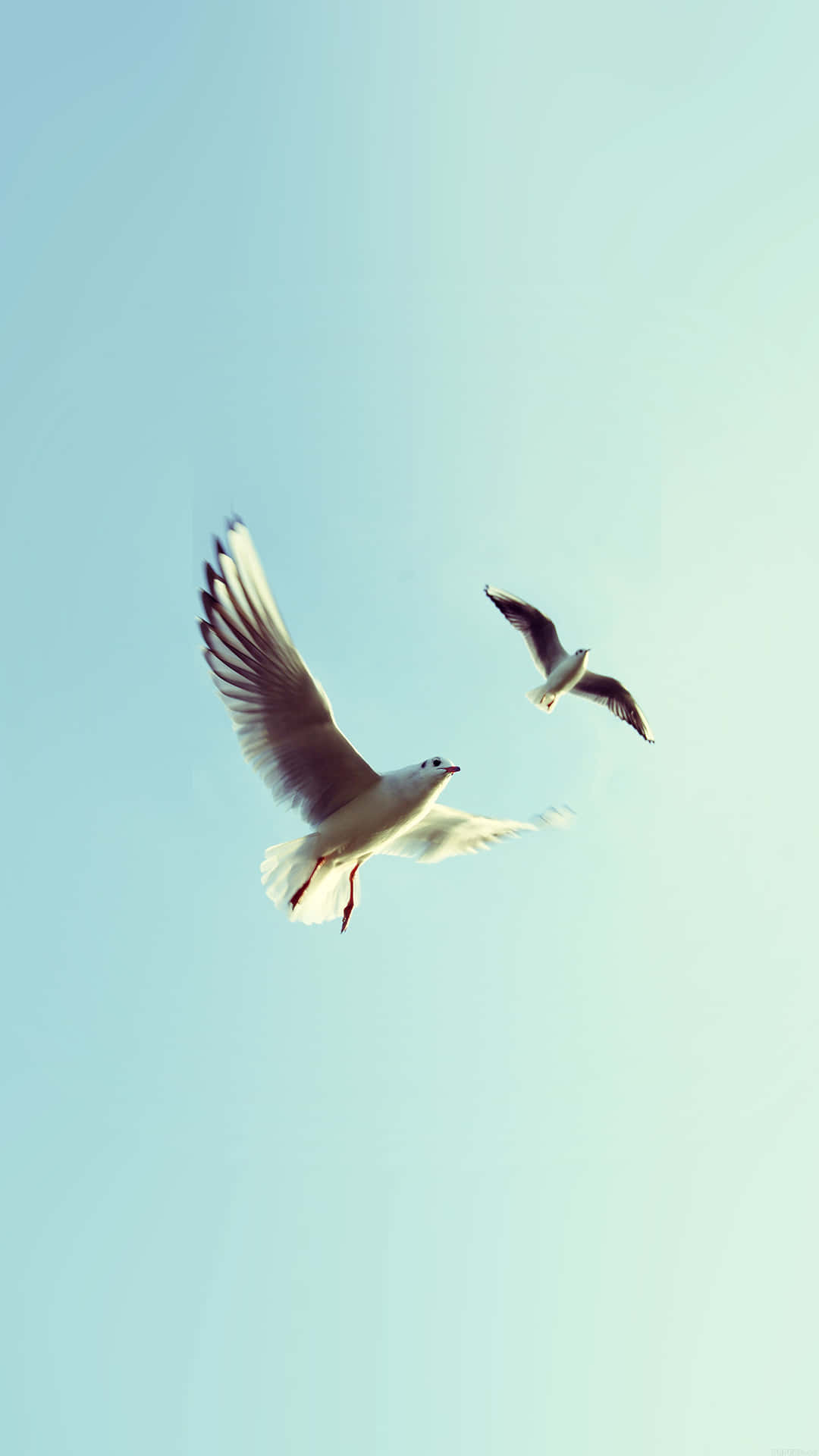 Birds Flying Wallpaper