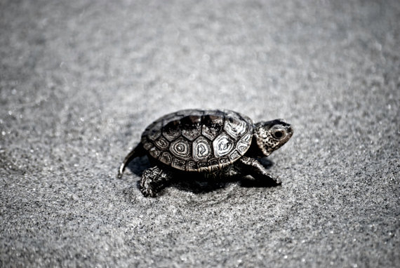 Best Photos Share Cute Pictures Of Baby Turtles