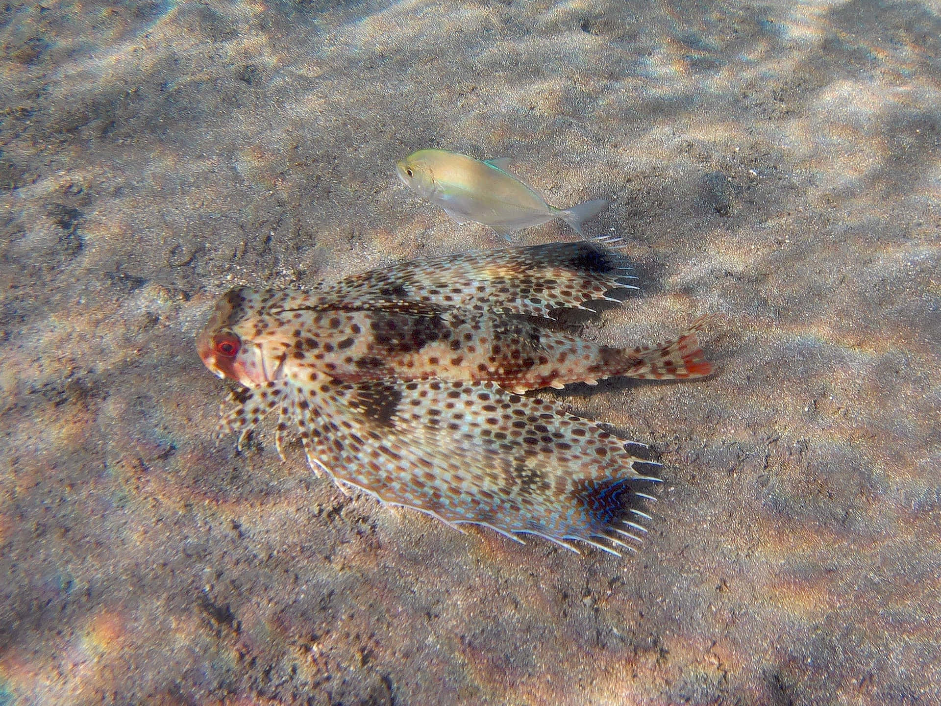 Flying Gurnard Wallpaper