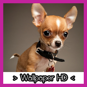 Chihuahua Wallpaper HD For Pc